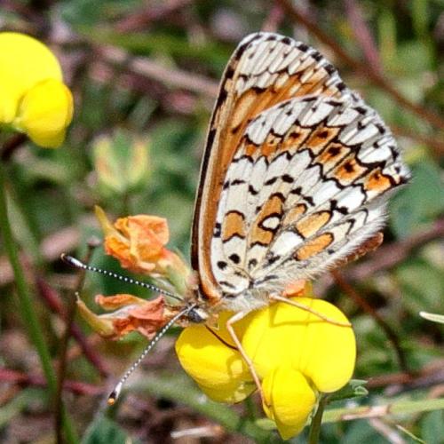 Réf. 213 718 : Melitaea cinxia